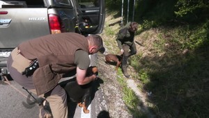 Auto zrazilo medveďa, ktorý ušiel do lesa. Ten je pravdepodobne zranený a môže byť nebezpečný