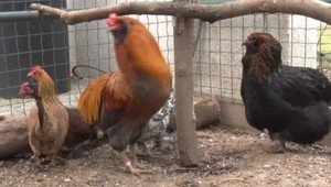 Odborníci na Slovensku sa vtáčej chrípky neboja. Bezpečnosť by ale nemali podceňovať ani drobnochovatelia