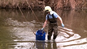 Obrovský úhyn rýb na Kysuciach. Išlo ale iba o jeden druh rýb