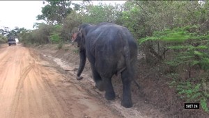 Svet 24 o najmladšom futbalovom rozhodcovi ale aj o slimačom biznise