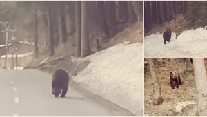 VIDEO: Nečakané stretnutie v Beskydách. Medveď si vykračoval po ceste