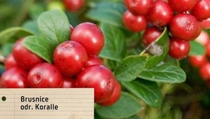 Chcete pestovať brusnice? Poradíme vám ako na to!