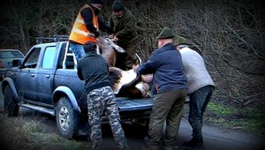 Pri Ružomberku vbehli vodičovi do cesty štyri jelene
