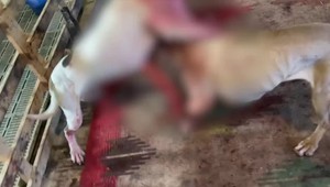 VIDEO: Polícia zverejnila otrasné zábery nelegálnych psích zápasov