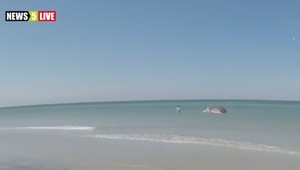 Nechutné konanie turistov. Kamera zachytila, čo urobili mŕtvemu keporkakovi Timmymu