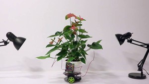 Odborníci z MIT "skrížili" robota a rastlinu