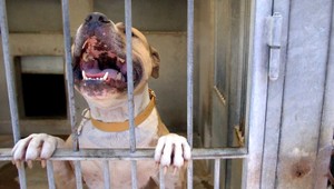 Muž zabil suseda kušou. Chcel ho chrániť pred pitbulmi