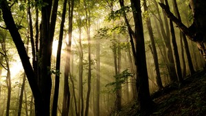 Zákazníci OMV môžu vďaka akcii „Kúp si svoj strom“ vrátiť prírode kúsok lesa