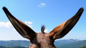 Už ste videli somára - paraglajdistu? Vydesení dovolenkári áno