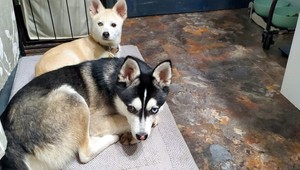 Psy, ktoré ROZTRHALI výherný tiket