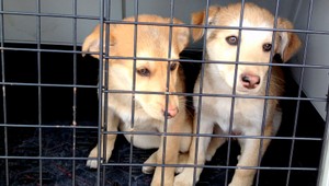 Ročne vyvezieme 20 tisíc šteniat z množiarní, politici to neriešia