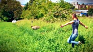 Bánovecký pštros stále uniká, nezložila ho ani uspávacia strela