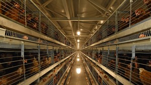 Exkluzívny prieskum agentúry AKO pre TV JOJ 24: Mala by budúca vláda zakázať klietkový chov sliepok?