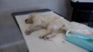 Nebezpečné infekčné ochorenie: Očkovanie je lacnejšie ako liečba