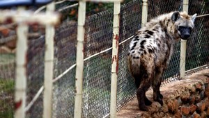 Tragédia v ZOO. Chlapca (†3) roztrhali hyeny