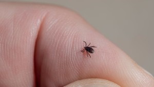 Sezóna kliešťov je tu, Jeden výlet do prírody môže mať trvalé následky! Čo spôsobuje kliešťová encefalitída a borelióza?