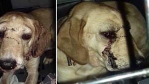 Muž brutálne napadol svojho psa. Teraz čelí obvineniu