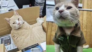 V Čile nastúpil do služby chlpatý policajt na štyroch labkách. Generál Michi dobýva internet