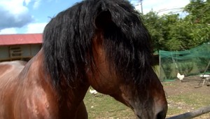 Kuriózny zásah mestských policajtov: Po Bytči naháňali koňa