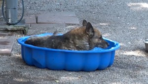 Horúčavy spôsobujú problémy aj štvornohým miláčikom: Aké sú príznaky prehriatia a ako mu predísť?