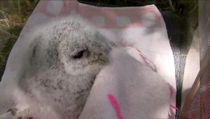 Mláďatá v týchto dňoch ohrozujú dravce aj ľudia. Čo robiť, ak opustené zviera nájdete?