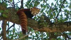 ZÁZNAM: Pandu zachraňovali hasiči. Bola príliš vysoko...