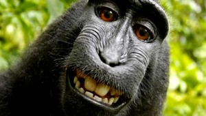 Kde sa dvaja bijú, tretí víťazí. Makak získal pre svoj druh štvrtinu ziskov z fotky