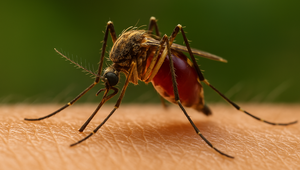 Voda ich priťahuje. Ako sa chrániť pred komármi?