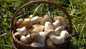 Hurá, do lesa! Huby rastú!