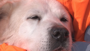 Olíznutie psa ju stálo život: 83-ročná žena zomrela na zriedkavú infekciu