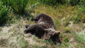 Cestu na dovolenku im prekazil medveď. Noc museli stráviť v aute