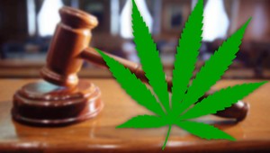 Holanďania budú môcť beztrestne pestovať marihuanu