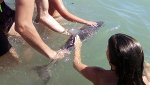 Turisti objavili mláďa delfína. Vystresovali ho a zviera zomrelo