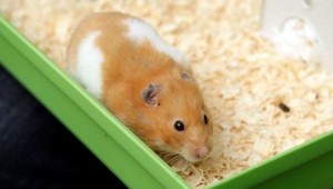 Škrečka spláchla v záchode. Odporúčali jej to zamestnanci letiska