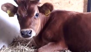 Kúpila dve jalovičky na mlieko a začala farmárčiť. Mária ani netušila akú drámu s nimi zažije