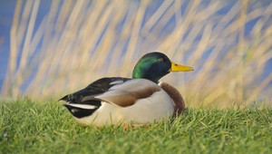 Dvom mužom na úteku vypálili rybník zvieratá. Kačky chytili zlodejov