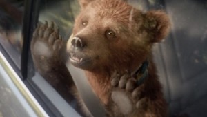 Medveď im vyjedol chladničku. Majiteľ domu spal na poschodí