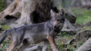 Vlk dravý je zaradený medzi chránené živočíchy. Budaj podpísal vyhlášku pri príležistoti Dňa Zeme