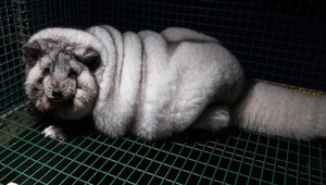 FOTO: Krutý obchod. Farmári vyšľachtili líšky na kožušinu, ledva sa udržia na nohách