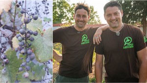 Má vaše hrozno vysušené či popraskané bobule a sivý povlak? Toto je hlavná príčina!