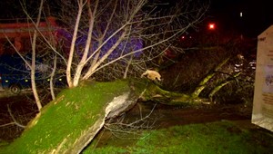 Vodičke spadol pred auto strom, vonku ale bolo bezvetrie