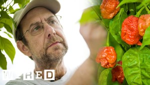 Za najpálivejšie čili papričky na svete vďačíme TOMUTO chlapovi