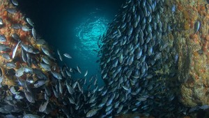 Je čas na obavy? Morské živočíchy sa sťahujú do Arktídy