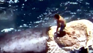 Austrálčan sa zviezol na mŕtvej veľrybe, ktorú okusovali žraloky