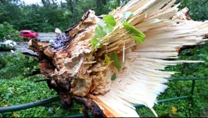 Na chodník padol obrovský strom. Hrozila tragédia