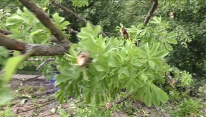 Pri páde zo stromu takmer prišiel o život starší pán