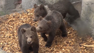 Zachránené medvieďatká v bojnickej ZOO môžu v návštevníci vidieť už aj naživo