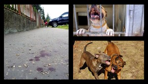 Rizikom nie sú psy, ale chovatelia, bránia sa psíčkari