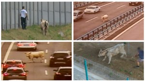 Býk na diaľnici pri Zlatých Moravciach ohrozoval vodičov, policajti ho zastrelili