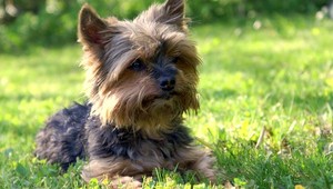 Medzi Trstenou a Bukovou sa stratila fenka yorkshira! Videli ste ju?